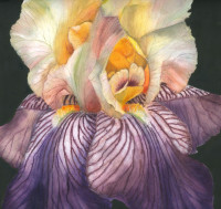 /album/fotogalerie/iris-oriz-jpg/